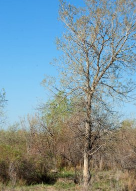 bozkır, çayır, veldt, veld. Bahar Orta Asya. Kazakistan. Turanga kavak. Euphrates kavak