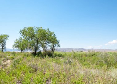  Bozkır yaz. Turgai kapısı. Turgai Kaydet. Milli Parkı 
