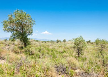  Bozkır yaz. Turgai kapısı. Turgai Kaydet. Milli Parkı 
