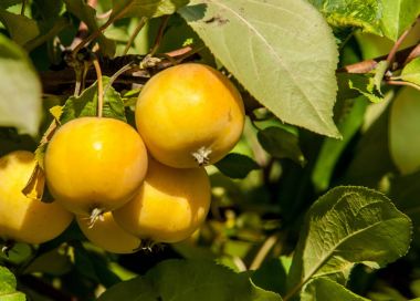 Yaban elması ve yaban elması. Malus, gülgiller (Rosaceae) familyasından bir elma ağacı cinsidir.