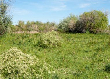 Bozkır, çayır, veldt, veld, taşkın. Kazakistan bozkırlarında güzel doğada