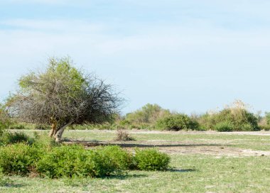 Bozkır, çayır, veldt, veld, taşkın. Kazakistan bozkırlarında güzel doğada