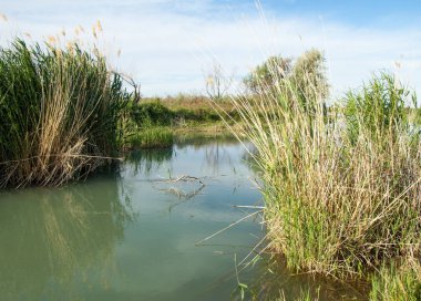 Bozkır nehir sazlık yaz. nehir görünümünde kez izlendi. küçük mavi nehir kıyısında güneşli bir gün