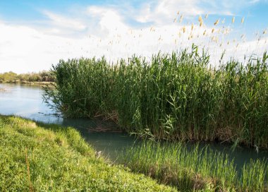 Bozkır nehir sazlık yaz. nehir görünümünde kez izlendi. küçük mavi nehir kıyısında güneşli bir gün