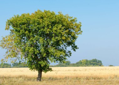 Alan olgun tahıl. Olgun arpa. Olgun yulaf. Yaz olgunlaşmış tahıl alanda