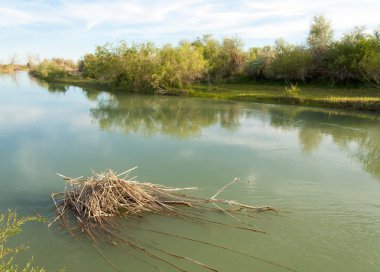 Bozkır nehir sazlık yaz. nehir görünümünde kez izlendi. küçük mavi nehir kıyısında güneşli bir gün