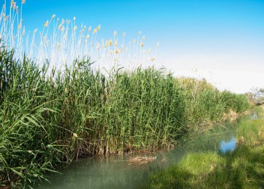 Bozkır nehir sazlık yaz. nehir görünümünde kez izlendi. küçük mavi nehir kıyısında güneşli bir gün
