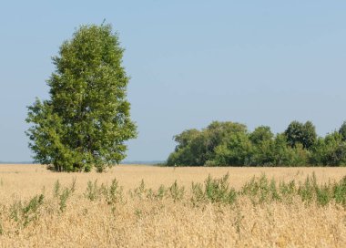 onely ağacı. Tahıl alan. Tataristan Rusya