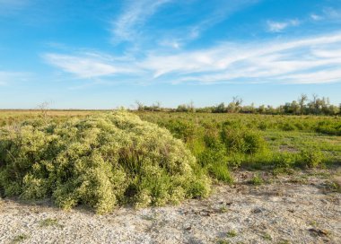 Bozkır tuzlu topraklar. tuz tuz tuz. Bozkır çayır veldt veld. Tuzlu toprak çöl, tuzlu Göller. cansız yanıp kavrulmuş dünyamız. Kazakistan çıplak bozkır