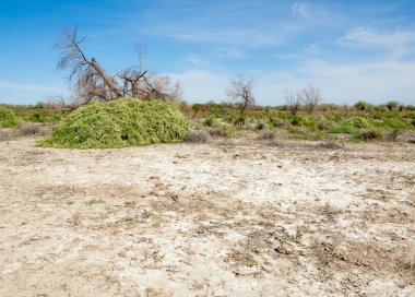 Bozkır tuzlu topraklar. tuz tuz tuz. Bozkır çayır veldt veld. Tuzlu toprak çöl, tuzlu Göller. cansız yanıp kavrulmuş dünyamız. Kazakistan çıplak bozkır