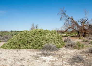 Bozkır tuzlu topraklar. tuz tuz tuz. Bozkır çayır veldt veld. Tuzlu toprak çöl, tuzlu Göller. cansız yanıp kavrulmuş dünyamız. Kazakistan çıplak bozkır