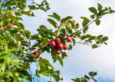 Yaban elması ve yaban elması. Malus, gülgiller (Rosaceae) familyasından bir elma ağacı cinsidir.