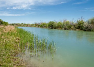 Bozkır nehir sazlık yaz. nehir görünümünde kez izlendi. küçük mavi nehir kıyısında güneşli bir gün