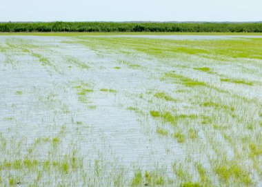 Pirinç paddies büyüme için su basmış. Pirinç çeltik pirinç alanında sabah yeşil. 