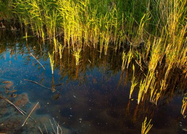 Güzel gökyüzü altında küçük bir göl. akşam olay yerinde bozkır, yatay, bozkır güzel yaz gün bataklıkta gölde. Göl sahnesinde yaz