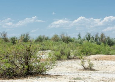 Bozkır tuzlu topraklar. tuz tuz tuz. Bozkır çayır veldt veld. Tuzlu toprak çöl, tuzlu Göller. cansız yanıp kavrulmuş dünyamız. Kazakistan çıplak bozkır