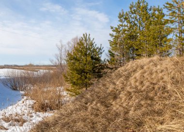 Alanını bahar. son kar. çam ağacı. Bahar, springtide, birinci sınıf
