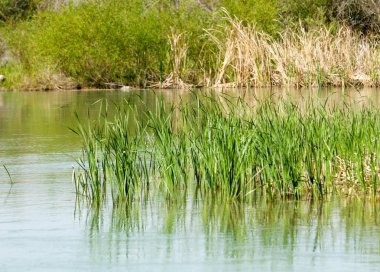 Bozkır nehir sazlık yaz. nehir görünümünde kez izlendi. küçük mavi nehir kıyısında güneşli bir gün