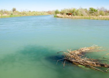 Bozkır nehir sazlık yaz. nehir görünümünde kez izlendi. küçük mavi nehir kıyısında güneşli bir gün