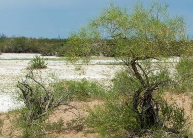 Bozkır tuzlu topraklar. tuz tuz tuz. Bozkır çayır veldt veld. Tuzlu toprak çöl, tuzlu Göller. cansız yanıp kavrulmuş dünyamız. Kazakistan çıplak bozkır
