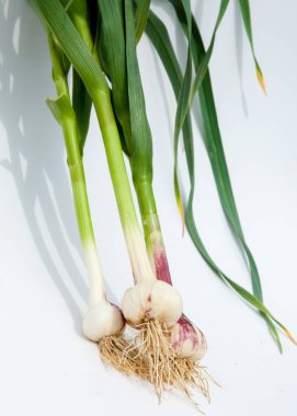 sarımsak. Sarımsak yaprak kök üzerinde olgunlaşmış değil. bir lezzet yemek ve bitkisel ilaç olarak kullanılan bir güçlü kokulu keskin tatma ampul,.