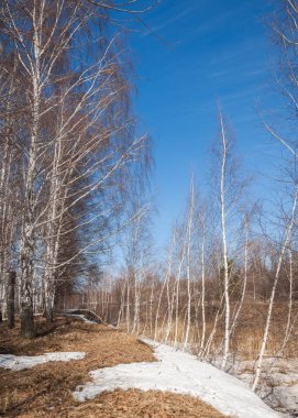 Orman erken ilkbaharda huş ağacı. Erken Bahar orman