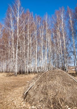 Orman erken ilkbaharda huş ağacı. Erken Bahar orman. ilk sıcak gün