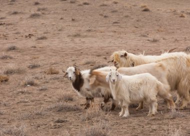 Bozkır, bozkır, bozkır, bozkır