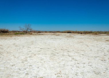 tuzlu su, tuz bataklığı. Etkin badlands. Tek çalı. Kazakistan
