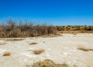 tuzlu su, tuz bataklığı. Etkin badlands. Tek çalı. Kazakistan