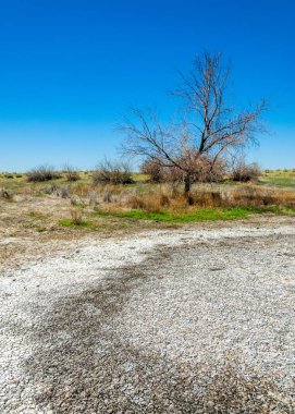 tuzlu su, tuz bataklığı. Etkin badlands. Tek çalı. Kazakistan