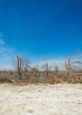 tuzlu su, tuz bataklığı. Etkin badlands. Tek çalı. Kazakistan