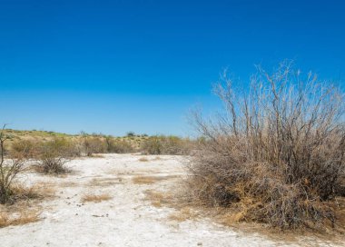 tuzlu su, tuz bataklığı. Etkin badlands. Tek çalı. Kazakistan