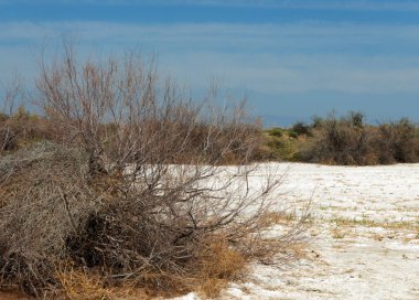 tuzlu su, tuz bataklığı. Etkin badlands. Tek çalı. Kazakistan