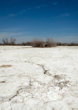 tuzlu su, tuz bataklığı. Etkin badlands. Tek çalı. Kazakistan