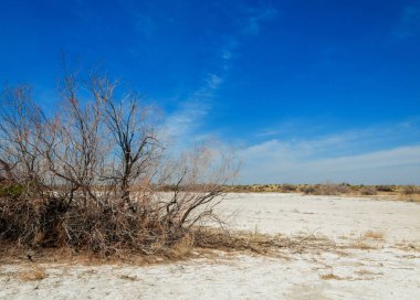 tuzlu su, tuz bataklığı. Etkin badlands. Tek çalı. Kazakistan