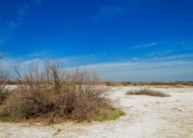 tuzlu su, tuz bataklığı. Etkin badlands. Tek çalı. Kazakistan