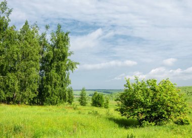 Yaz çayır. Genç ağaçlar. Huş ağacı ve çam. Mavi gökyüzü