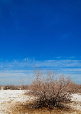 tuzlu su, tuz bataklığı. Etkin badlands. Tek çalı. Kazakistan