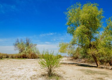 tuzlu su, tuz bataklığı. Etkin badlands. Tek çalı. Kazakistan