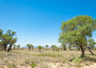  Bozkır yaz. Turgai kapısı. Turgai Kaydet. Milli Parkı 