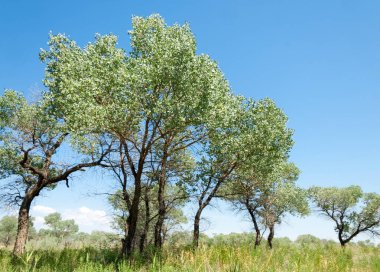  Bozkır yaz. Turgai kapısı. Turgai Kaydet. Milli Parkı 