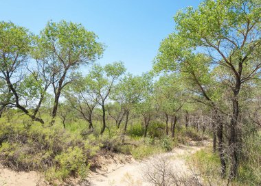  Bozkır yaz. Turgai kapısı. Turgai Kaydet. Milli Parkı 