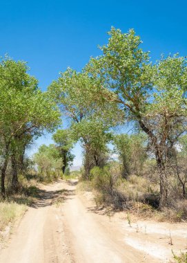  Bozkır yaz. Turgai kapısı. Turgai Kaydet. Milli Parkı 