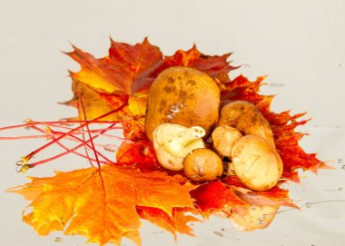 Boletus mantar, sonbahar akçaağaç yaprakları.
