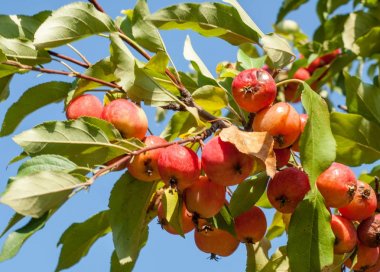 Yaban elması ve yaban elması. Malus, gülgiller (Rosaceae) familyasından bir elma ağacı cinsidir.