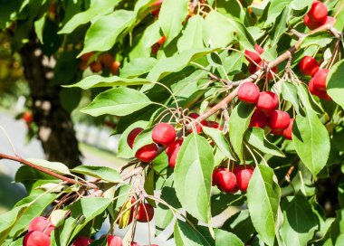 Yaban elması ve yaban elması. Malus, gülgiller (Rosaceae) familyasından bir elma ağacı cinsidir.