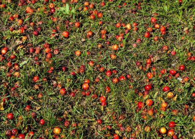 Yaban elması ve yaban elması. Malus, gülgiller (Rosaceae) familyasından bir elma ağacı cinsidir.