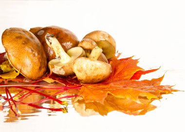 Boletus mantar, sonbahar akçaağaç yaprakları.