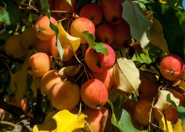 Yaban elması ve yaban elması. Malus, gülgiller (Rosaceae) familyasından bir elma ağacı cinsidir.